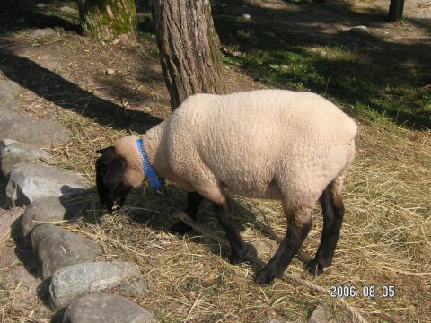 s_pict0027.jpg